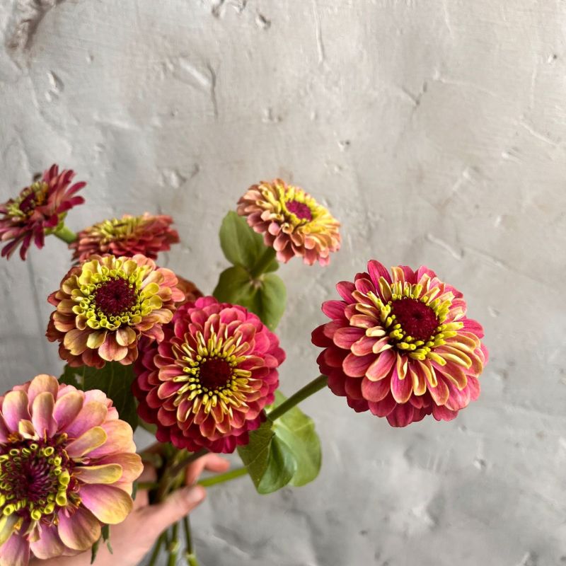 Queen Lime Red zinnias grown in West Bend, Wisconsin